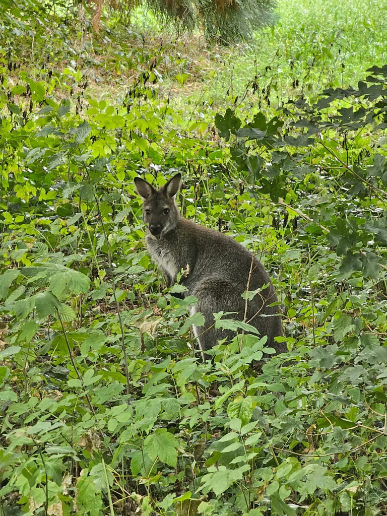 — © Mirco Franz, Tierpark Gleisenau