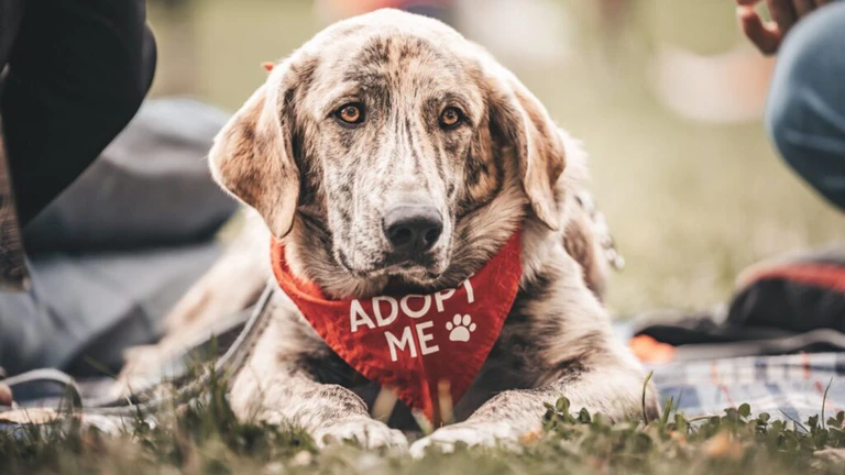— © Foto: Lisa Williamson, Bark Date