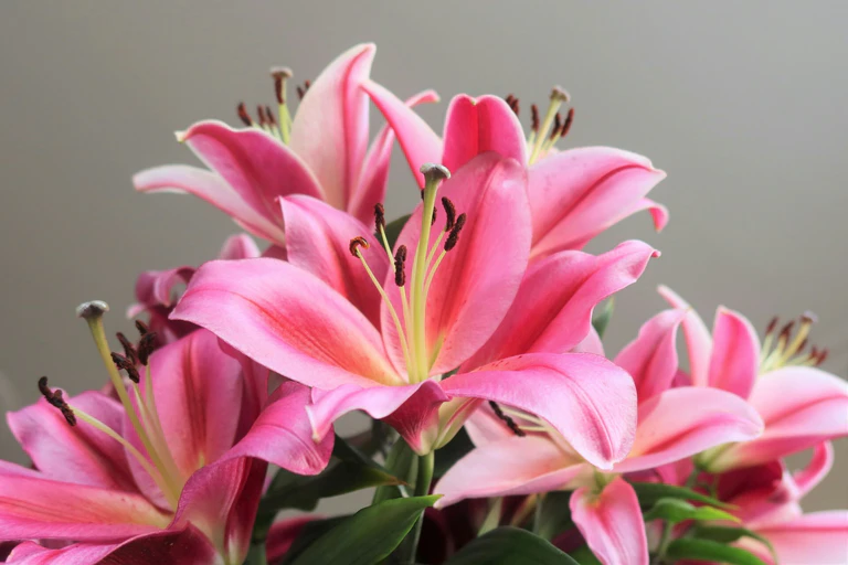 Lilien Tulben Nelken — © Foto: Chris Linnett / unsplash.com